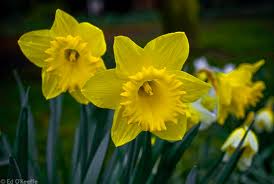 Daffodils herald the arrival of spring